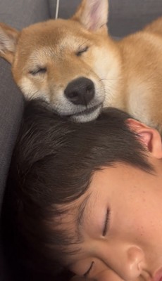 頭に顎を乗せる犬