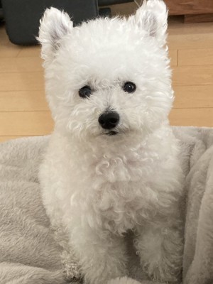 ふわふわ