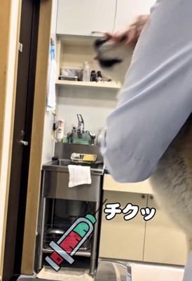 注射を打たれる犬