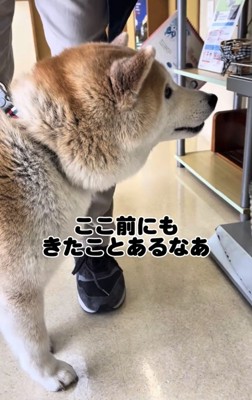 棚を見つめる犬