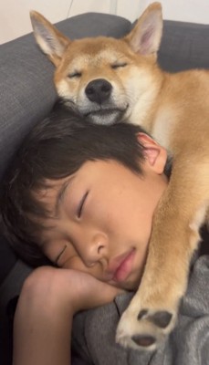 添い寝する犬と男の子