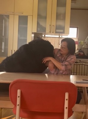 お母さんと真っ黒の超大型犬3
