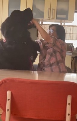 お母さんと真っ黒の超大型犬9