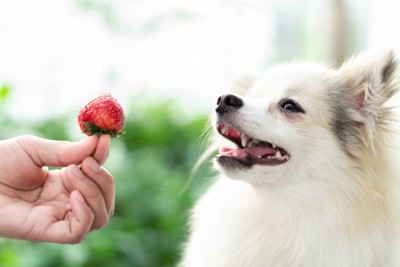 いちごを見る犬