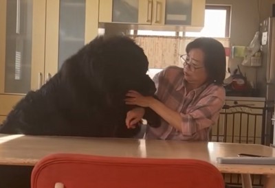 お母さんと真っ黒の超大型犬2