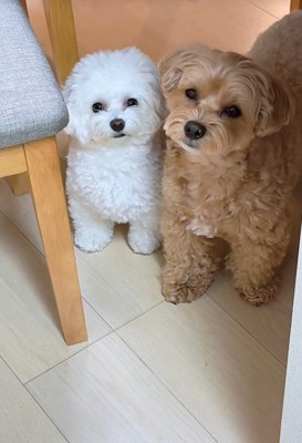 「おしゃんぽいく？」と聞いたら…