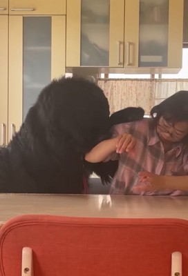 お母さんと真っ黒の超大型犬5