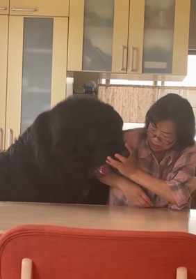 お母さんと真っ黒の超大型犬4