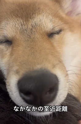 顔を寄せる犬