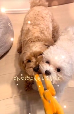 飼い主さんVS 2匹の引っ張りっこ