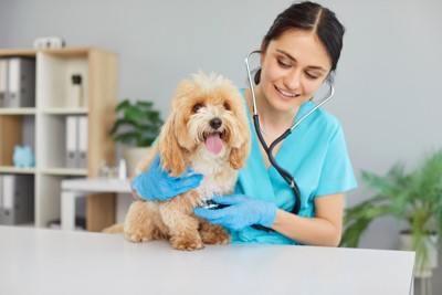 診察を受ける犬