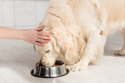 飼い主になでられながら食事する犬