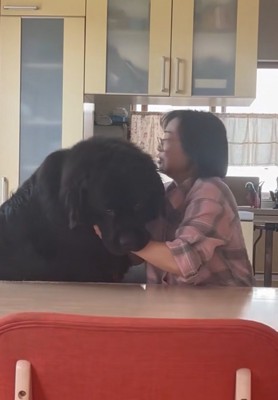 お母さんと真っ黒の超大型犬7