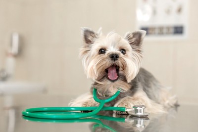 聴診器を首にかけて伏せる犬