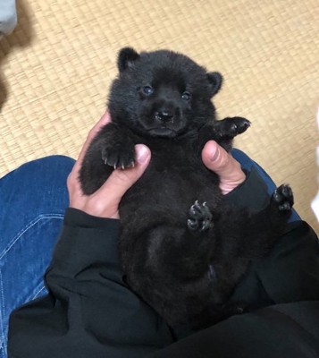 子グマ