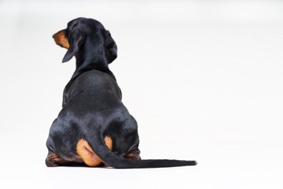 背中を向けて座る犬