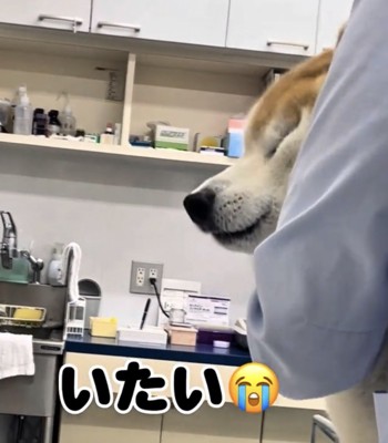 目を閉じる犬