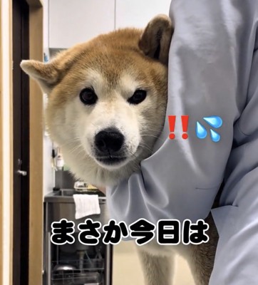 人に支えられる犬