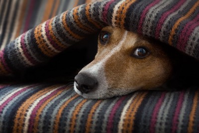 毛布の間に入っている犬