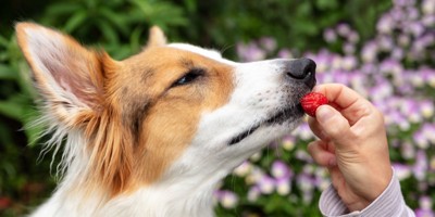 犬にいちごを与える