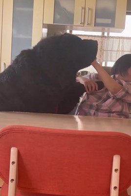 お母さんと真っ黒の超大型犬10