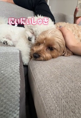 ちろちゃんはまお君が大好き♪