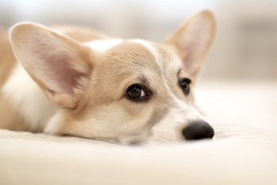 悲しげな表情で床に伏せている犬