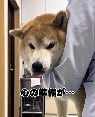 舌を出す犬