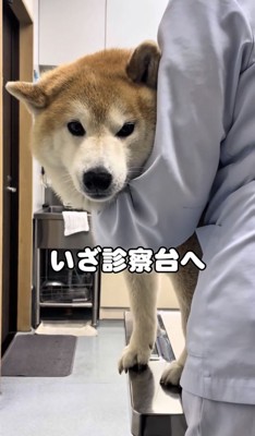 診察台に乗る犬