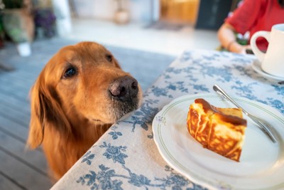 ケーキを見つめる犬