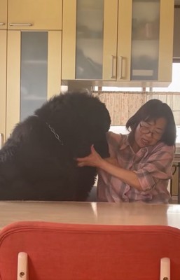 お母さんと真っ黒の超大型犬6
