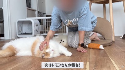 2匹を交互にナデナデ♪