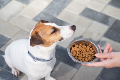食べ物から顔をそらす犬