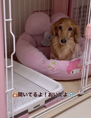 きょとんとする犬