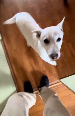 飼い主さんを見るチム2くん