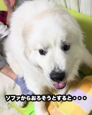 牙をむいてプンプン