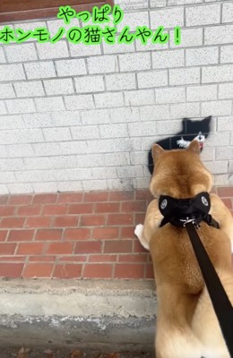 「ホンモノの猫」だと確信してしまったまめたくん