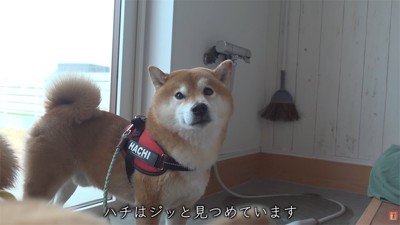 異変を感じた柴犬