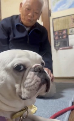 カメラを見つめる犬