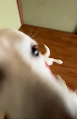 ドアップのチム2くん