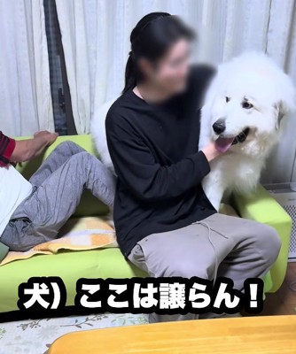パパが仲裁したそう