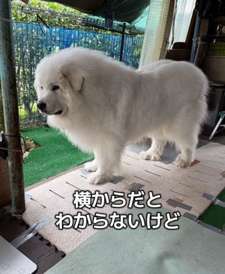 横から見ると分からないけど…