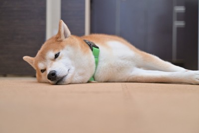 横になっている柴犬