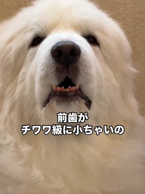 歯は小さめ♡