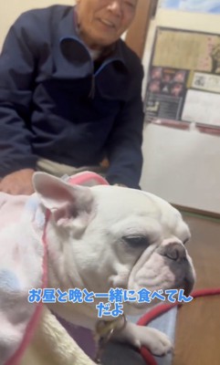 毛布の中でくつろぐ犬