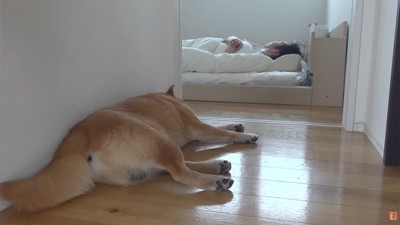 飼い主に寄り添う柴犬