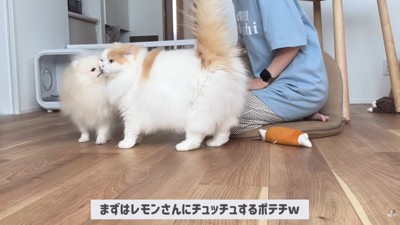 ポテチくんがレモンさんにチュッ♡