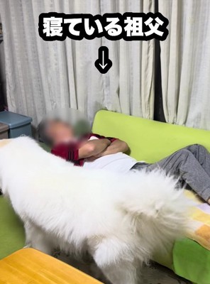 体重50キロのドレミちゃん