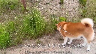 散歩を挟みながら…