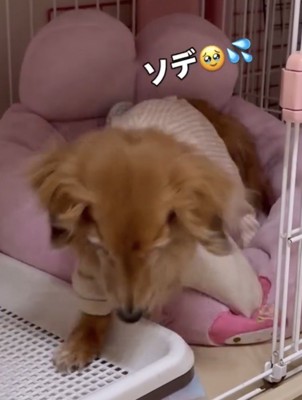 ベッドから出ようとする犬